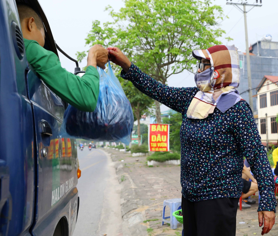 Giá bán dâu tằm ở nội thành Hà Nội khoảng từ 25.000 đến 30.000 đồng/kg. (Ảnh: Văn Điệp/TTXVN)