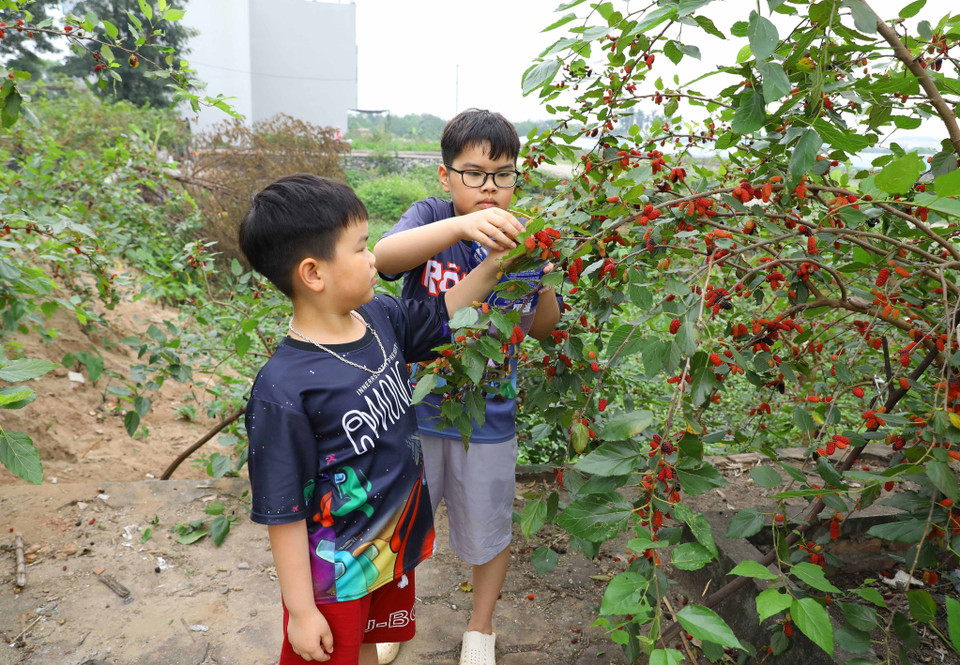 Nhiều người không khỏi ngỡ ngàng khi được nhìn tận mắt những cây dâu sai trĩu quả và tận tay hái những trái dâu chín đỏ, căng mọng. (Ảnh: Văn Điệp/TTXVN)