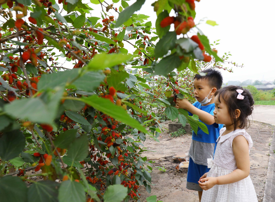 Nhiều em nhỏ rất thích thú khi trải nghiệm hái dâu. (Ảnh: Văn Điệp/TTXVN)
