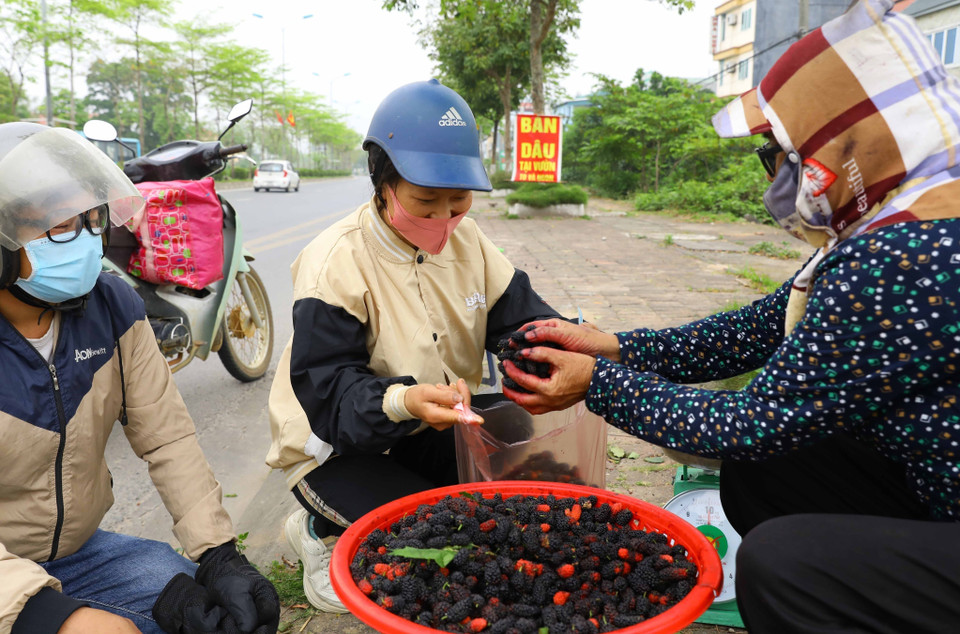 Giá bán dâu tằm ở nội thành Hà Nội có giá từ 25.000 đến 30.000 đồng/kg. (Ảnh: Văn Điệp/TTXVN)