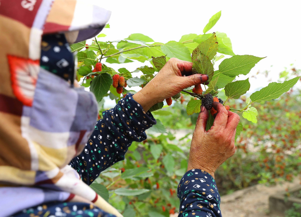 Mỗi ngày, một người nông dân thu hái được khoảng 40kg dâu chín.(Ảnh: Văn Điệp/TTXVN)