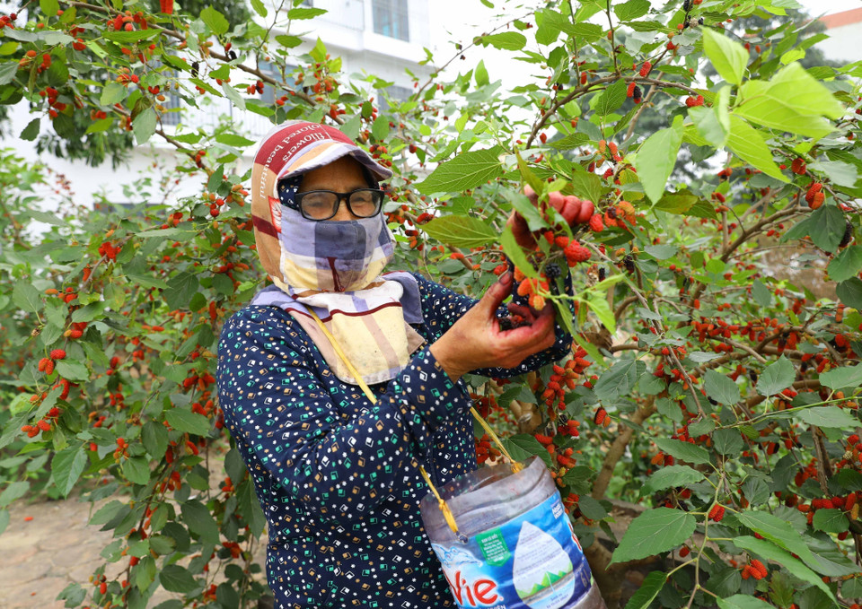 Nông dân tại đây vô cùng phấn khởi vì năm nay được mùa dâu và được giá hơn so với mọi năm. (Ảnh: Văn Điệp/TTXVN)