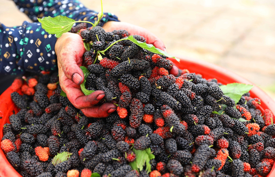 Các vườn dâu chín đỏ vừa là điểm du lịch sinh thái vùng ngoại ô Hà Nội vừa là nơi để nhiều gia đình đưa con nhỏ đến trải nghiệm. (Ảnh: Văn Điệp/TTXVN)