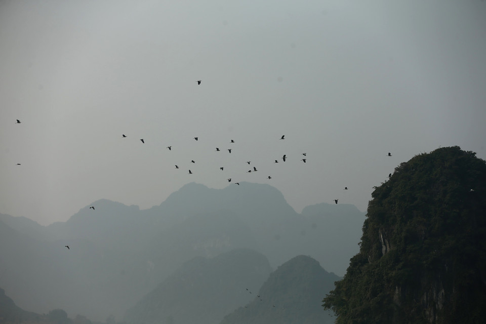 Nơi đây vẫn giữ được sự cân bằng hệ sinh thái nên cứ đến mùa là rất nhiều loài chim tìm về cư trú. (Ảnh: Xuân Mai/Vietnam+)