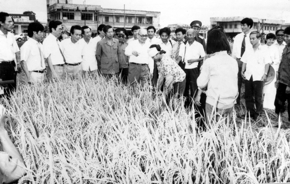 Chủ tịch Hội đồng Nhà nước Võ Chí Công đi thăm cánh đồng lúa của xã Nguyên Xá, huyện Đông Hưng, tỉnh Thái Bình. Ông là một trong những lãnh đạo cấp cao của Đảng đóng vai quan trọng trong việc nghiên cứu, tổng kết thực tiễn để Trung ương ban hành Chỉ thị 100, đổi mới toàn diện nông nghiệp Việt Nam trong thời kỳ Đổi mới. (Ảnh: TTXVN)