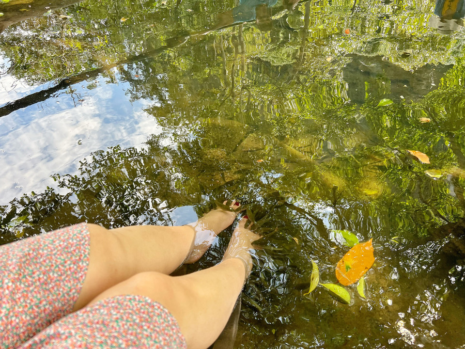 ... chỉ vài giây sau hàng đàn cá sẽ đổ xô đến massage chân cho bạn. (Ảnh: Xuân Mai/Vietnam+)