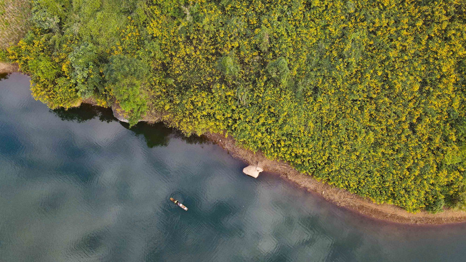 Hoa dã quỳ tạo nên bức tranh thiên nhiên đầy màu sắc. (Ảnh: Xuân Tư/TTXVN)