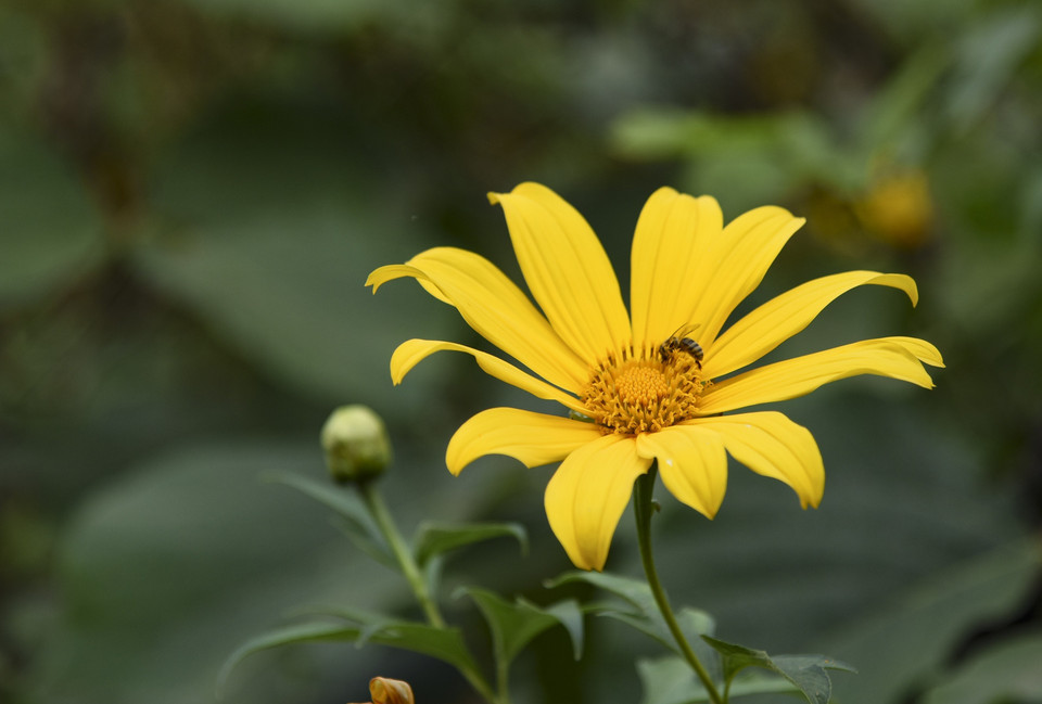 Từ khoảng trung tuần tháng 11 hằng năm, khi tiết trời bắt đầu chuyển lạnh cũng là lúc hoa dã quỳ nở rộ ở Điện Biên. (Ảnh: Xuân Tư/TTXVN)