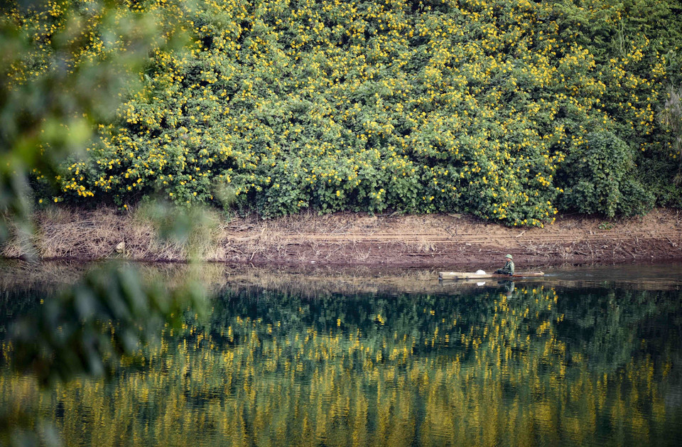 Hoa dã quỳ soi bóng bên hồ. (Ảnh: Xuân Tư/TTXVN)