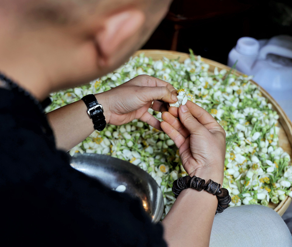Công đoạn sơ chế hoa rất quan trọng. Chuyên gia trà Việt - một trong số ít nghệ nhân còn 'chung thủy' với lối sản xuất trà thủ công truyền thống - ông Nguyễn Việt Hùng cho biết tốt nhất chỉ nên dùng cánh hoa để ướp trà. Vì phần nhụy chứa nhiều nước, nếu ướp lẫn dễ làm trà thối nhũn, pha ra bị đỏ nước và có vị đắng, ôi ủng. (Ảnh: Xuân Mai/Vietnam+)
