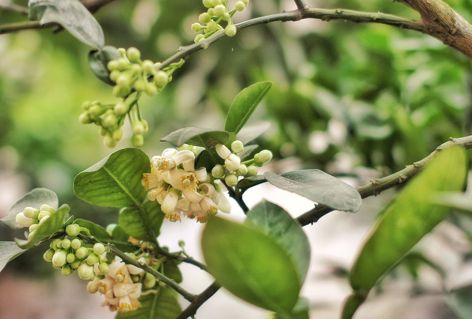 Sau Tết cuối mùa Xuân khi trời mưa lây phây, thời tiết nồm ẩm là lúc hoa bưởi nở rộ thơm ngạt ngào. (Ảnh: Xuân Mai/Vietnam+)