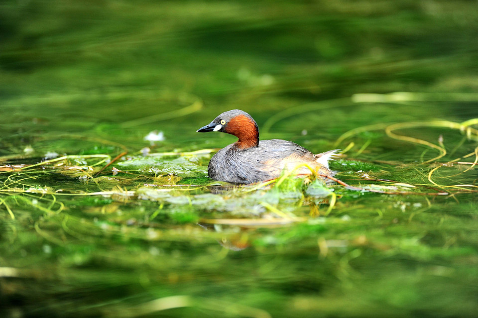 Vườn chim Thung Nham (Thung Chim) trong quần thể danh thắng Tràng An thu hút nhiều khách du lịch trong và ngoài nước đến thăm quan và khám phá điều kỳ thú của hàng trăm loài chim sinh sống tại đây. (Ảnh: Minh Đức/TTXVN)