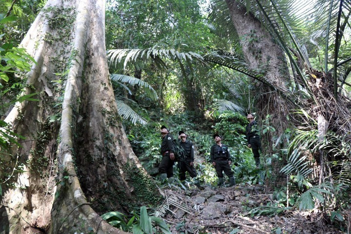 Đội tuần tra kiểm tra những cây gỗ quý trong khu bảo tồn. (Ảnh: Đỗ Trưởng/TTXVN)