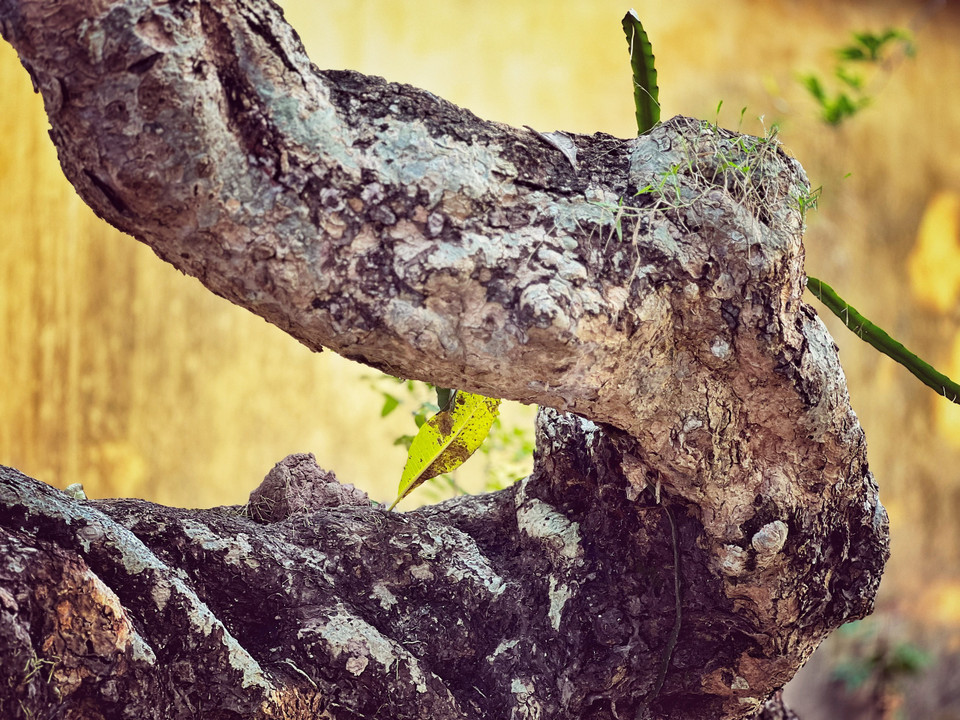 Dấu ấn thời gian in đậm nét nên thân cây xù xì. (Ảnh: Mai Mai/Vietnam+)