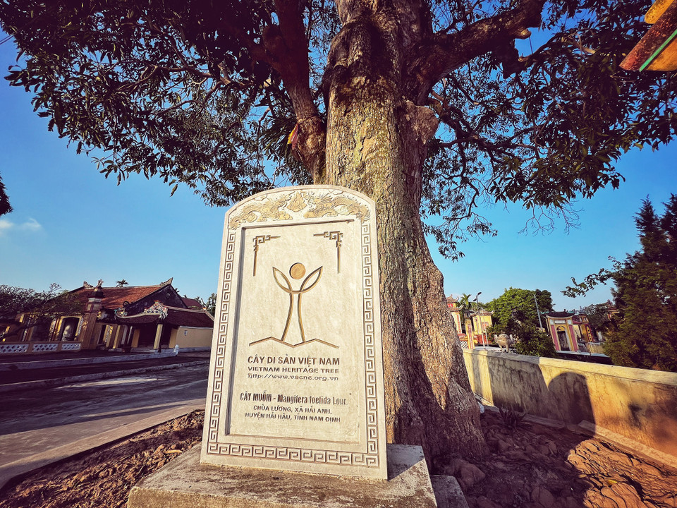 Hai cây muỗm trước chùa Lương được công nhận là Cây di sản Việt Nam. (Ảnh: Mai Mai/Vietnam+)