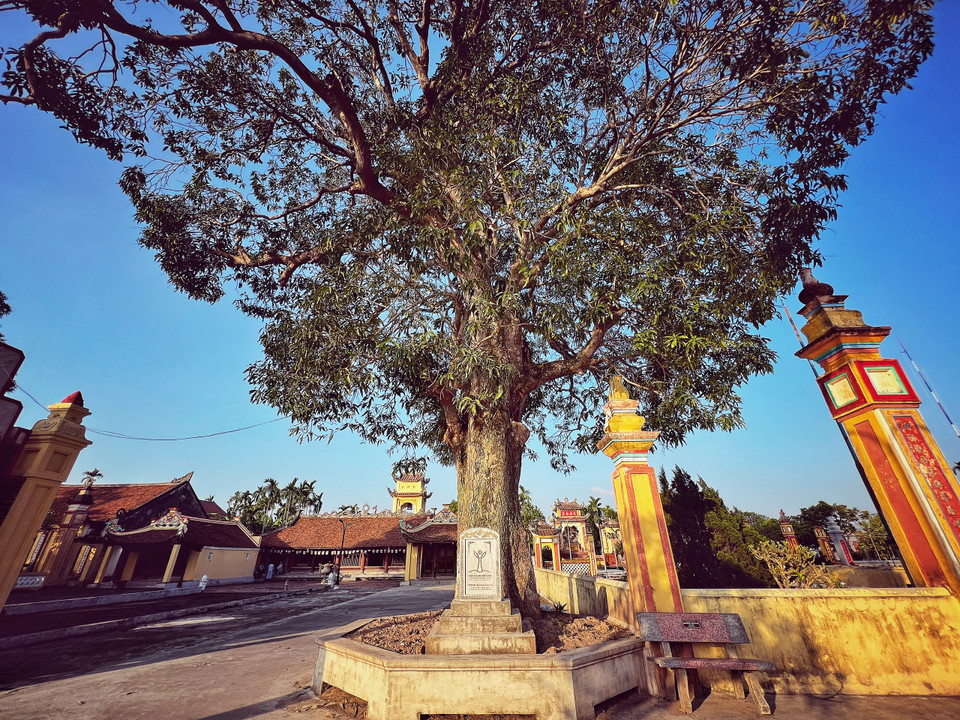 Chùa Lương (xã Hải Anh, huyện Hải Hậu, tỉnh Nam Định) tên tự là chùa Phúc Lâm, hay còn gọi là Chùa Trăm gian. Chùa được xây dựng vào khoảng cuối thế kỷ XV (1485- 1500). Thời mới xây dựng, chùa được lợp cỏ, sau lợp ngói. (Ảnh: Mai Mai/Vietnam+)
