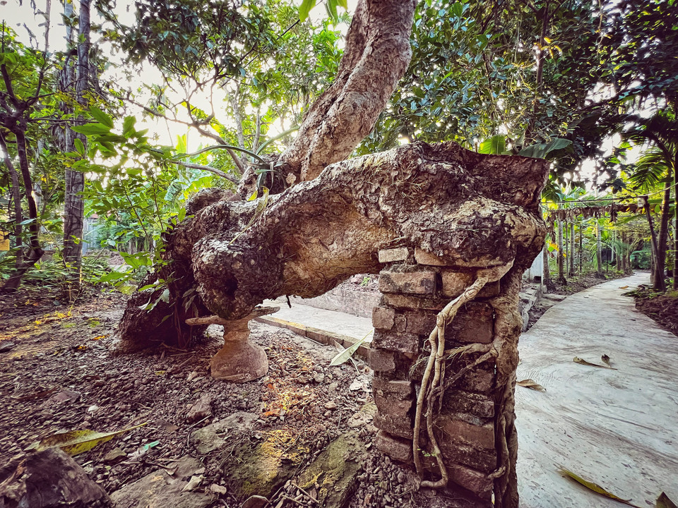 Cây đại cổ thụ có thế dáng lạ, gốc xẻ làm hai phần và một nửa đã bị cưa do sâu đục thân. (Ảnh: Mai Mai/Vietnam+)