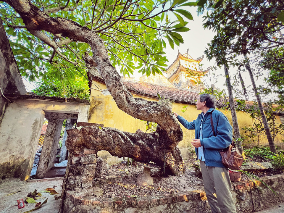 Ông Trần Chính Nghĩa, nhiếp ảnh gia, một người con của quê hương Nam Định cho biết cây đại cổ thụ này thế dáng long chầu, có niên đại đã vài trăm năm. (Ảnh: Mai Mai/Vietnam+)