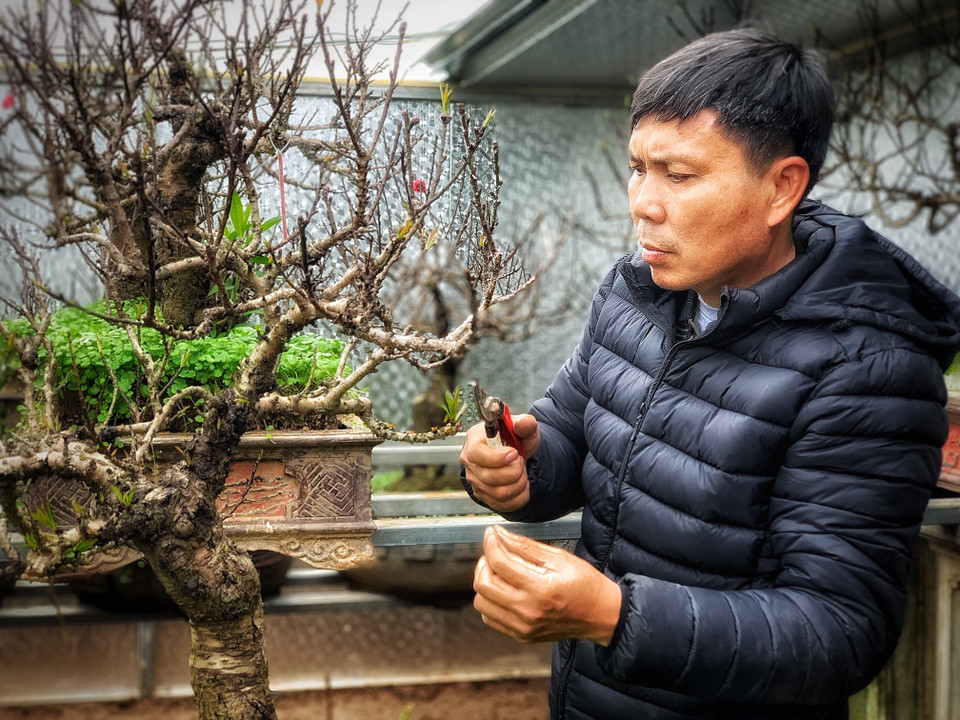Thuộc thế hệ nghệ nhân trồng đào trẻ nhưng cũng đã gần 30 năm gắn bó với những gốc đào, theo anh Lê Hàm, đào Thất thốn dễ nuôi, dễ trồng vì khả năng chống chịu sâu bệnh tốt, vấn đề chỉ là hoa ra chậm và ít nên cần kỹ thuật tốt để cây ra được hết hoa, kỹ thuật cao hơn nữa là cho ra hoa được theo ý muốn.(Ảnh: Tố Linh/Vietnam+)
