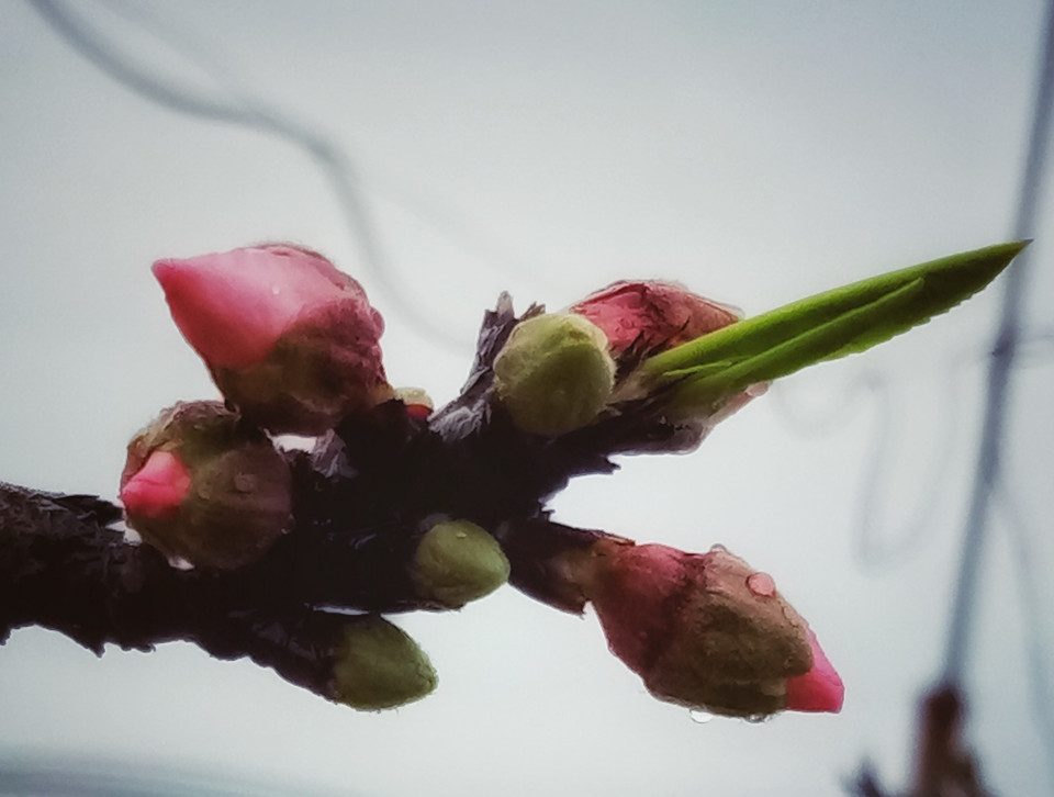 Nhưng đặc biệt hơn cả có lẽ là Thất thốn 5 cánh đơn, vừa quý hiếm lại khó chơi, kén người chơi và giá thì cao ngất ngưởng tới vài trăm triệu đồng một cây. (Ảnh: CTV/Vietnam+)