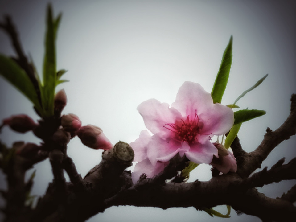 Giống Thất thốn 5 cánh đơn cánh hoa mềm-trong-sáng-tươi. Những bông đẹp mỹ mãn nhất, thắm nhất chỉ có ở những cây thật già tầm 10 năm tuổi trở lên và độ đẹp đạt đỉnh thường ở tầm cây 30-40 năm tuổi. (Ảnh: CTV/Vietnam+)