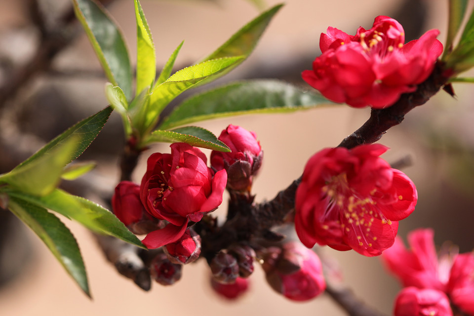  Dân chơi đào sành sỏi thường thích và quý giống đào Thất thốn đỏ sẫm và cũng là giống quý nhất... (Ảnh: Tố Linh/Vietnam+)