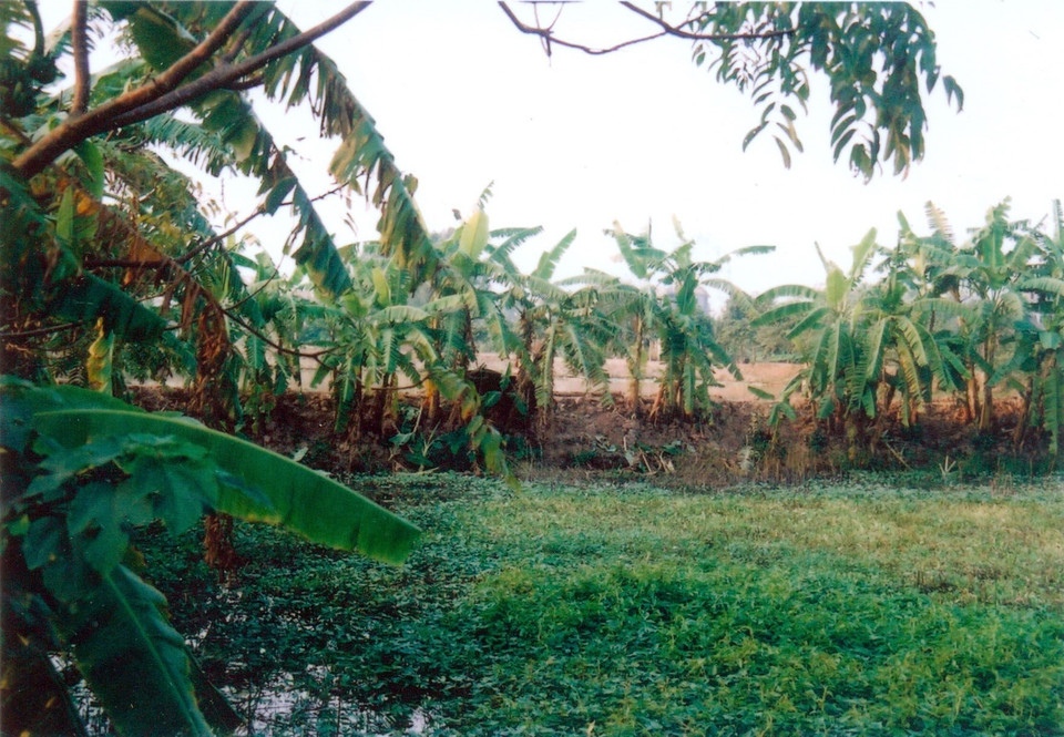 Bãi đất nông nghiệp nguyên vẹn được chụp thời điểm 2004, trước khi người dân thuê thầu vào năm 2005 (nay là hồ và nhà hàng Xuân Quế). (Ảnh: TTXVN phát)