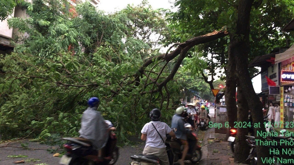Cây đổ tại đường Hoàng Quốc Việt (quận Cầu Giấy). (Ảnh: Nguyễn Cúc/TTXVN)