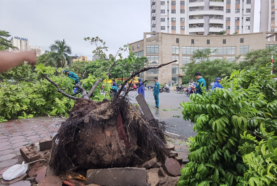 Cây đổ trên phố Tân Mai (quận Hoàng Mai) được lực lượng chức năng dọn dẹp, thu gom. (Ảnh: Thanh Tùng/TTXVN)