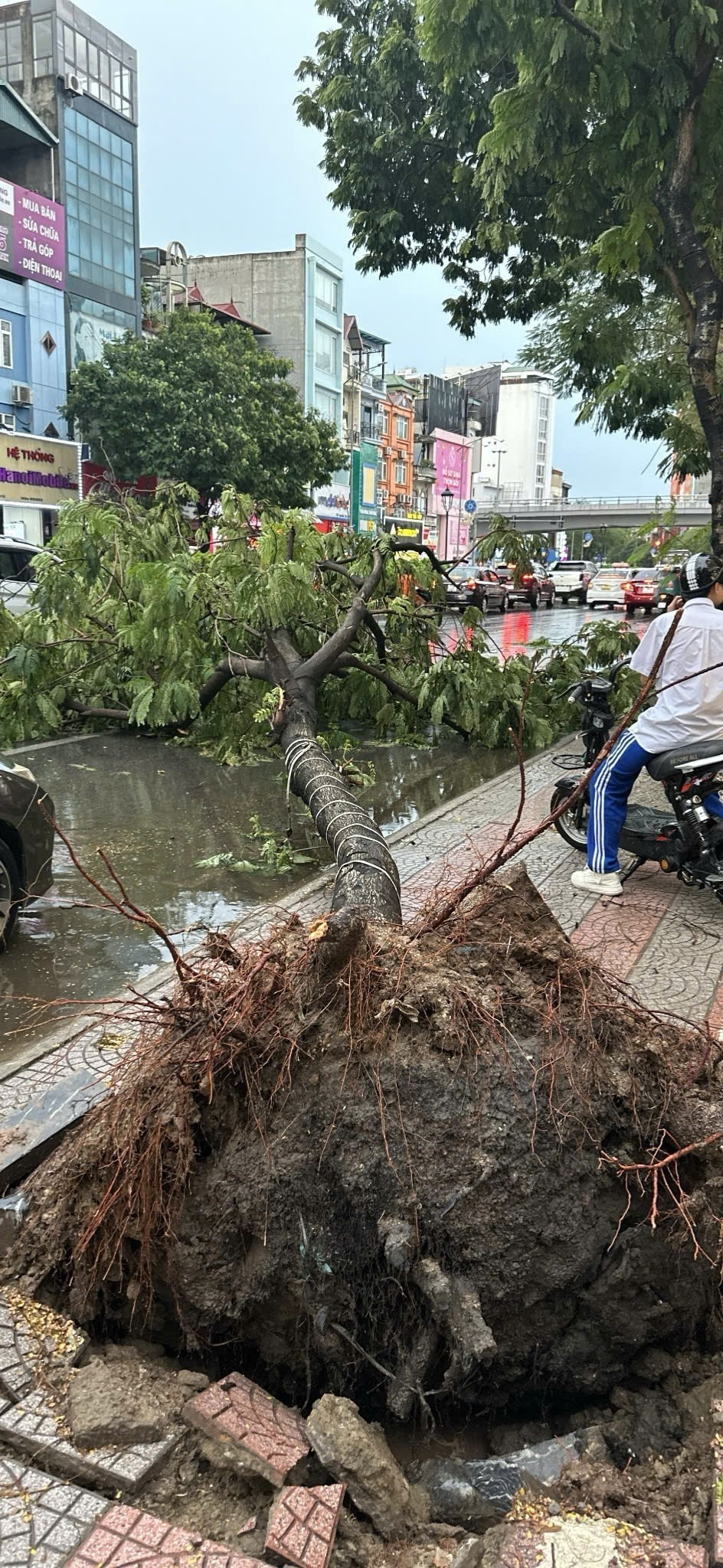 Cây muồng ở phố Nguyễn Văn Cừ, quận Long Biên bị đổ. (Ảnh: Nguyễn Cúc/TTXVN)