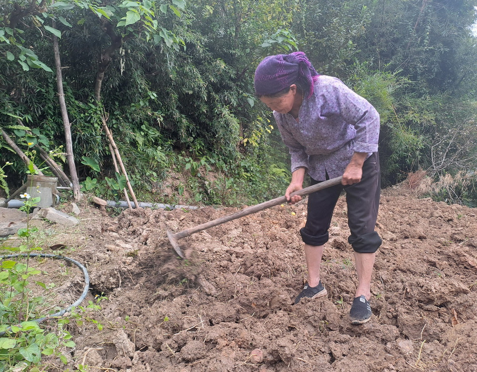 Người dân làng cổ Thiên Hương vẫn về cuốc đất để gieo trồng rau tại nơi vốn là nhà của họ. (Ảnh: Đức Thọ/TTXVN)