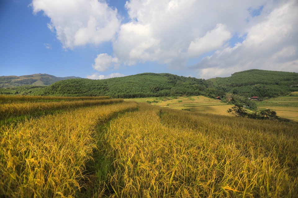 Những ruộng lúa chín vàng uốn lượn nối tiếp nhau trên những sườn đồi tạo nên bức tranh màu vàng ấm no ở xa Miền Đồi, Tân Lạc. (Ảnh: Trọng Đạt/TTXVN)