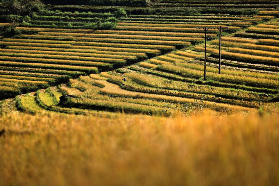 Những thửa ruộng tạo thành bậc thang trên khắp các triền đồi ở xã Miền Đồi, huyện Tân Lạc. (Ảnh: Trọng Đạt/TTXVN)