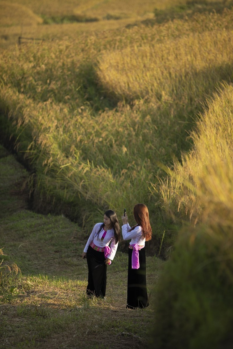 Các bạn trẻ mặc những trang phục dân tộc tạo dáng chụp ảnh bên cạnh những thửa ruộng bậc thang đang chín rộ của xã Miền Đồi, Tân Lạc. (Ảnh: Trọng Đạt/TTXVN)