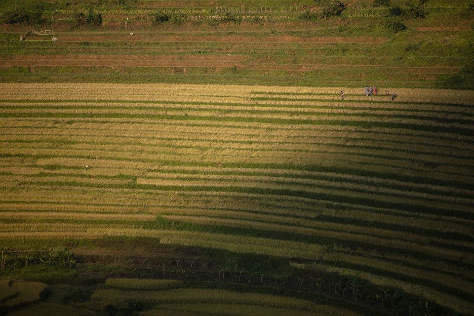 Những thửa ruộng lúa đang mùa chín rộ như những bậc thang vàng ở xã Miền Đồi, Tân Lạc. (Ảnh: Trọng Đạt/TTXVN)
