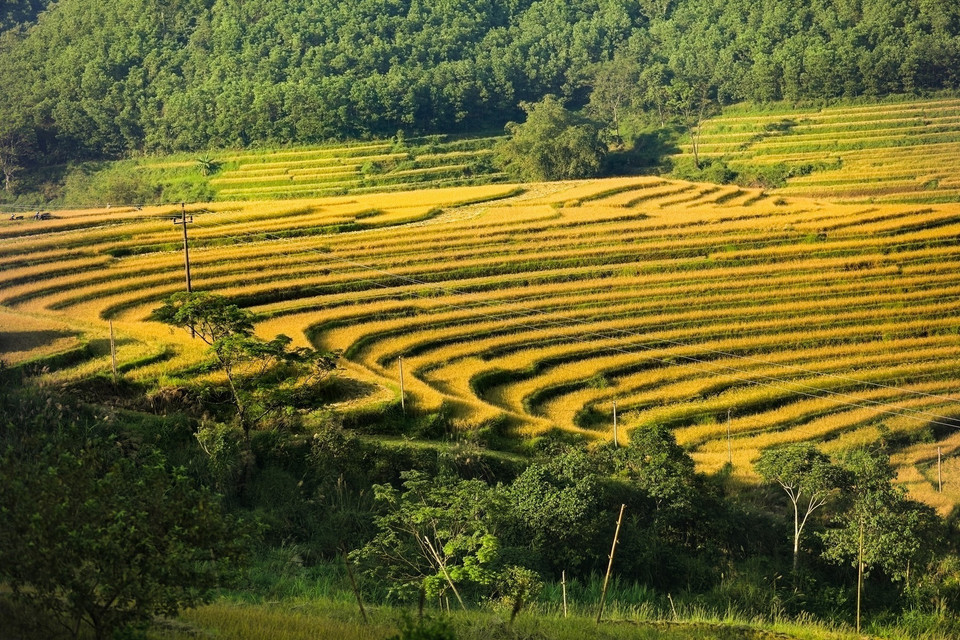 Ruộng bậc thang xã Miền Đồi (huyện Lạc Sơn, Hòa Bình) đang vào mùa thu hoạch. (Ảnh: Trọng Đạt/TTXVN)