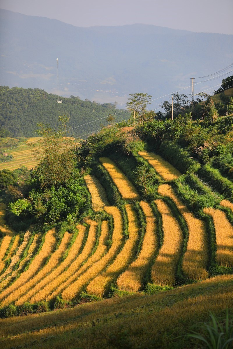 Những thửa ruộng lúa đang mùa chín rộ như những bậc thang vàng ở xã Miền Đồi, Tân Lạc.(Ảnh: Trọng Đạt/TTXVN)