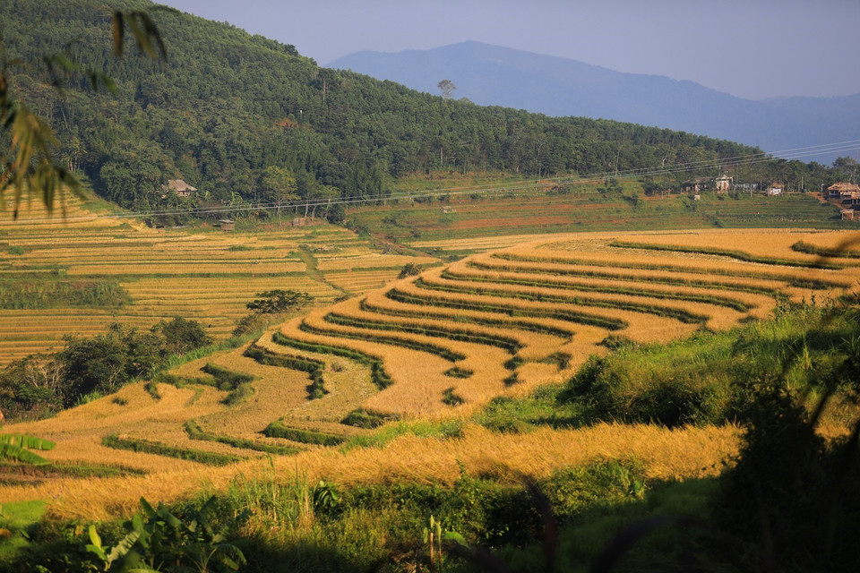 Những thửa ruộng lúa đang mùa chín rộ như những bậc thang vàng ở xã Miền Đồi, Tân Lạc. (Ảnh: Trọng Đạt/TTXVN)