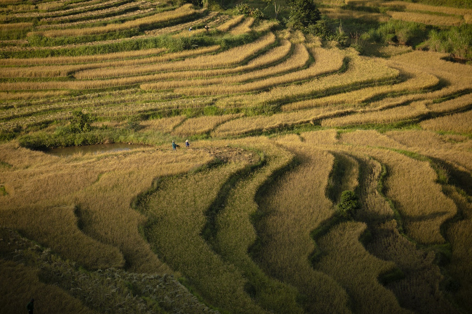 Ruộng bậc thang xã Miền Đồi (huyện Lạc Sơn, Hòa Bình) đang vào mùa thu hoạch. (Ảnh: Trọng Đạt/TTXVN)