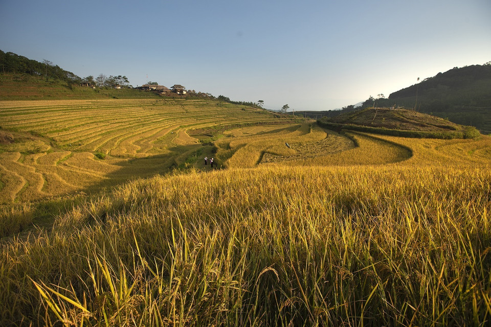 Những ruộng lúa chín vàng uốn lượn nối tiếp nhau trên những sườn đồi tạo nên bức tranh màu vàng ấm no ở xa Miền Đồi, Tân Lạc. (Ảnh: Trọng Đạt/TTXVN)