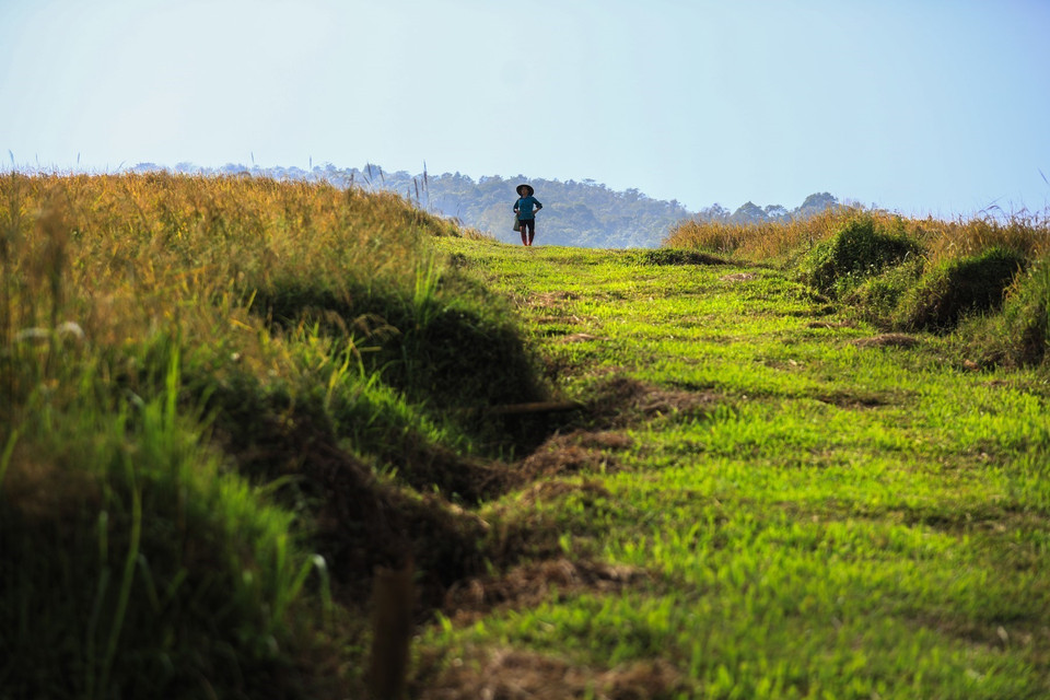 Những lối đi trên ruộng đầy cỏ xanh và hai bên lúa chín. (Ảnh: Trọng Đạt/TTXVN)