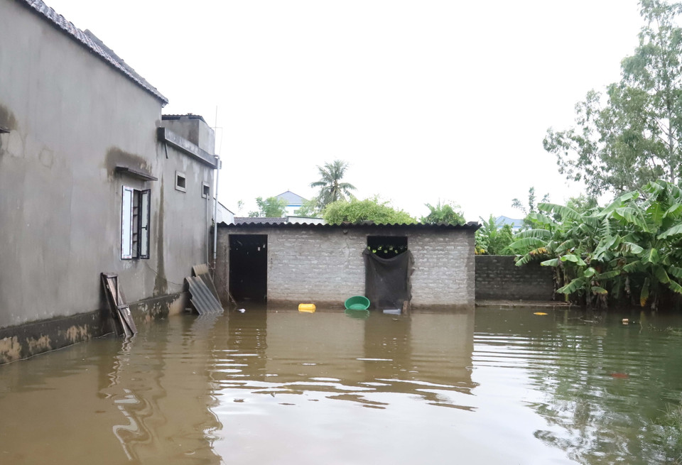 Khu vực chăn nuôi gia súc, gia cầm của người dân Diễn Châu (Nghệ An) bị ngập lụt nặng, phải chuyển vật nuôi đi nơi khác. (Ảnh: Xuân Tiến/TTXVN)