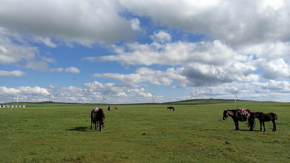 Đến thảo nguyên, du khách sẽ choáng ngợp trước vẻ đẹp của thiên nhiên hùng vĩ và phóng khoáng. Thảo nguyên bao la xanh ngắt màu cỏ tươi non xen lẫn những bụi hoa nhỏ đủ sắc màu. Những đồng cỏ xanh ngát mênh mông cùng những chú ngựa đang thong dong gặp cỏ. (Ảnh: Thu Hiền/Vietnam+)