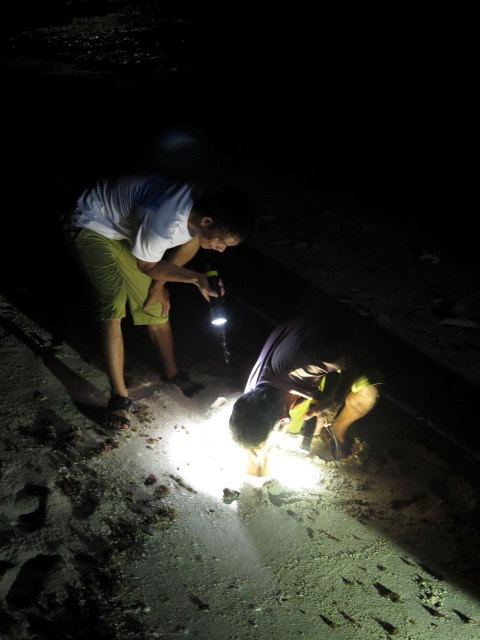 Dụng cụ chính để săn cua, còng là đèn pin pha. (Ảnh: Phước Ngọc/TTXVN)