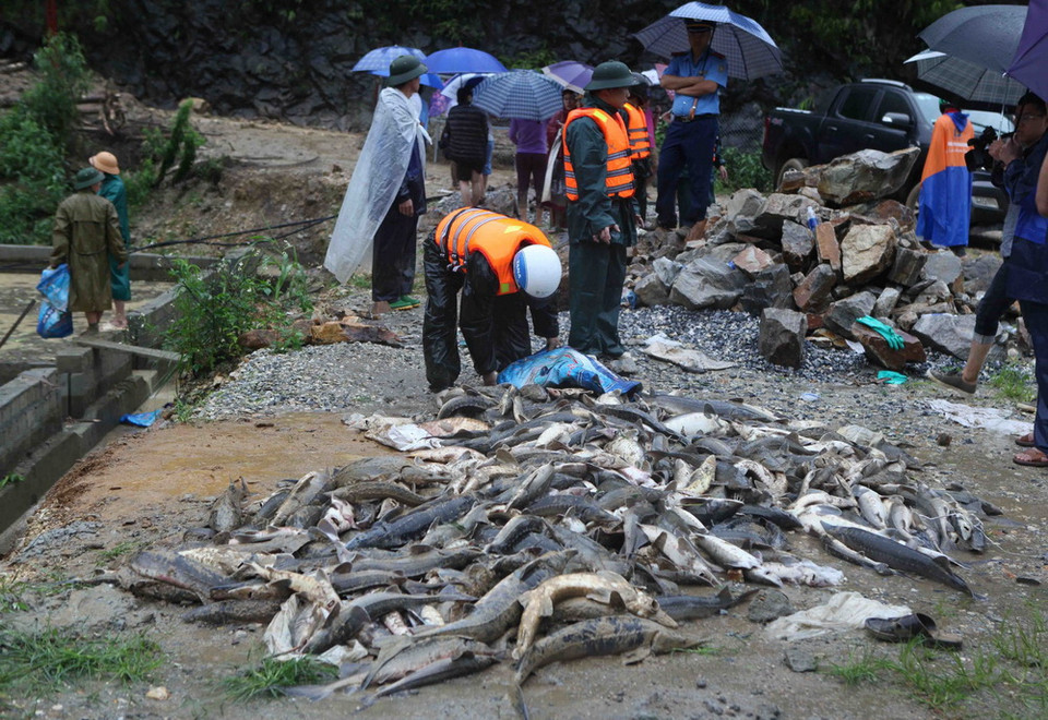 Số cá tầm của các hộ nuôi ở bản Chu Va 12, xã Sơn Bình, huyện Tam Đường còn sót lại sau cơn lũ. (Ảnh: Quý Trung/TTXVN)