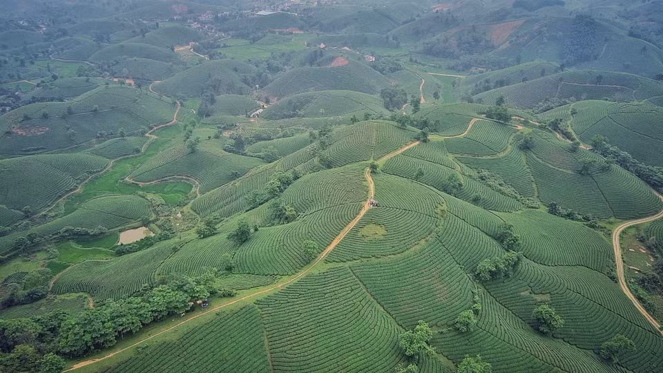 Khu vực này gồm gần 700 ha chè, nằm trên trục đường đến nhiều điểm du lịch nổi tiếng vùng đất Tổ như đền Hùng, đền Lạc Long Quân, đền Mẫu Âu Cơ, suối nước khoáng nóng Thanh Thủy, vườn quốc gia Xuân Sơn… (Ảnh: Mai Mai/Vietnam+)