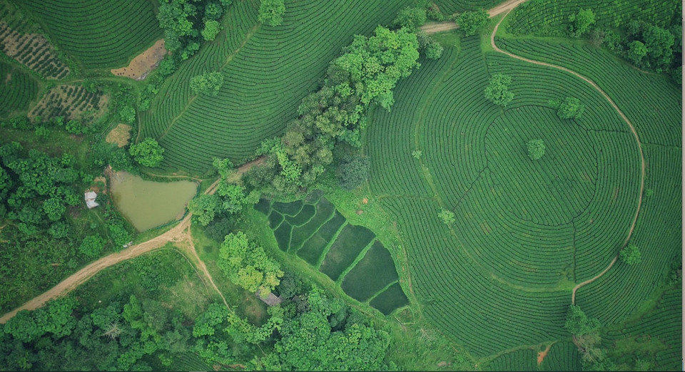 Đồi chè Long Cốc khi nhìn ngang thì uốn lượn như sóng biển, còn nhìn từ trên cao lại tăm tắp đều đặn như được tạo hình từ chiếc vân tay khổng lồ. (Ảnh: Mai Mai/Vietnam+)