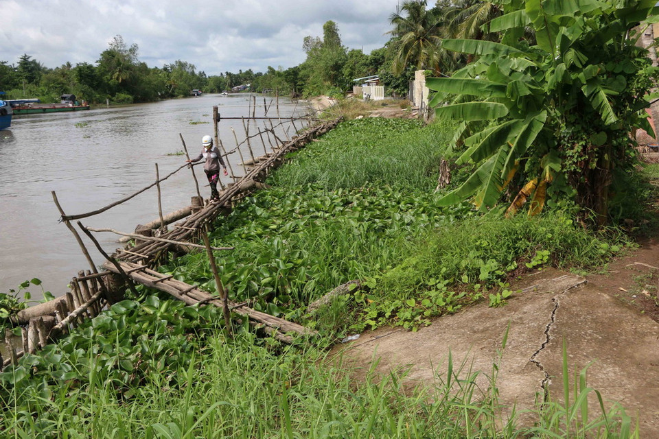 Sạt lở bờ sông Ba Láng thuộc ấp Thạnh Lợi, xã Tân Phú Thạnh, huyện Châu Thành A, tỉnh Hậu Giang đã làm mất đường đi, nên người dân phải bắc cầu khỉ đi tạm. (Ảnh: Duy Khương/TTXVN)