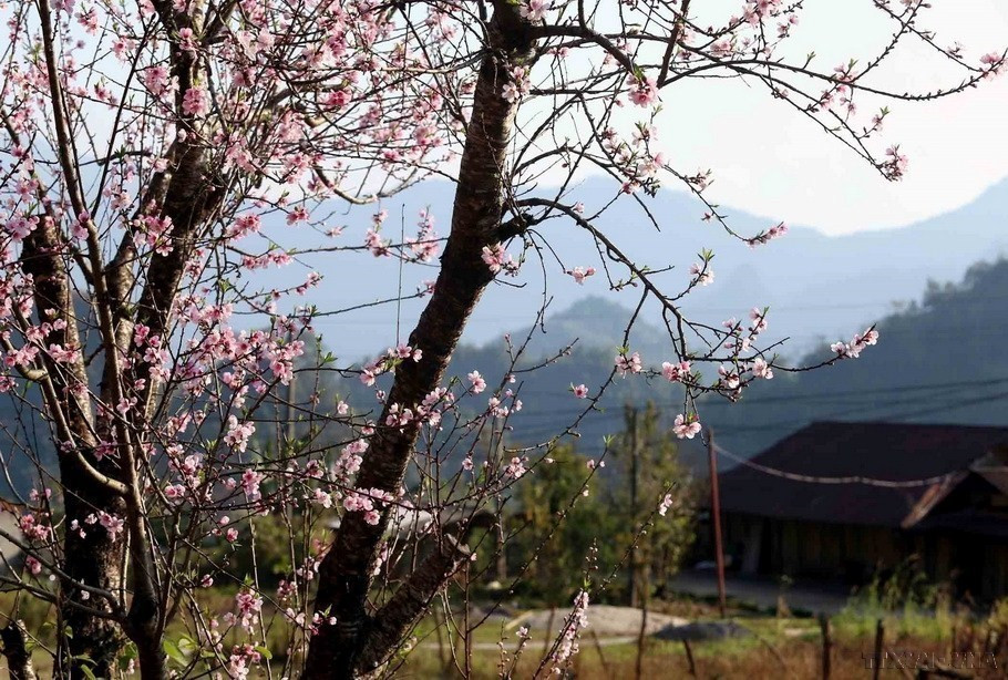 Trong những ngày Xuân, hàng ngàn cây đào trên khắp các bản làng ở Lai Châu khoe sắc. (Ảnh: TTXVN)
