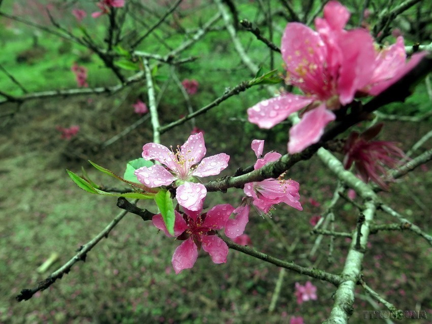 Vẻ đẹp của đào cổ thụ ở Đèo Gió (Ngân Sơn, Bắc Kạn). (Ảnh: Bùi Đức Hiếu/TTXVN)